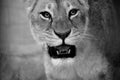 Incredible portrait of lion in black and white