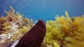 Incredible rare footage about sea cucumber dispel sperm in Atlantic ocean.