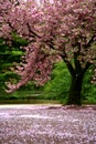 Incredible scene - Cherry blossom snow Royalty Free Stock Photo