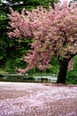 Incredible scene - Cherry blossom snow Royalty Free Stock Photo