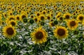 Incredible sunflower against blue sky close-up photo Royalty Free Stock Photo