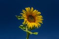 Incredible sunflower against blue sky close-up photo Royalty Free Stock Photo