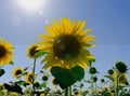 Incredible sunflower against blue sky close-up photo Royalty Free Stock Photo