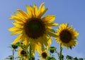 Incredible sunflower against blue sky close-up photo Royalty Free Stock Photo