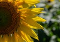 Incredible sunflower against blue sky close-up photo Royalty Free Stock Photo