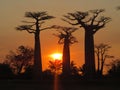 Incredible sunset in the legendary Avenue of the Baobabs