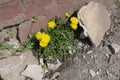 Incredible survivability of common dandelions Royalty Free Stock Photo