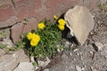 Incredible survivability of common dandelions taraxacum officinale Royalty Free Stock Photo