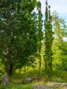 Incredible thin and tall thujas trees against the sky