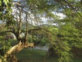 Incredible tropical garden with a century-old tree and lush vegetation. Idyllic Caribbean landscape
