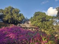 Incredible tropical garden with colonial house, lilac flowers in the foreground, lush vegetation and Caribbean blue sky