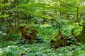 Incredible tropical green forest view with sun flare in morning