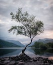 Incredible vertical shot of a lonely tree growing by the lakeshore Royalty Free Stock Photo