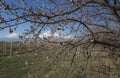 Incredible view on Ararat Mount and vineyards through branches of blossom apricot tree. Armenia.