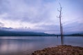 Incredible view of Cheow Lan lake with sunset sky and evidence of the preexisting jungle forest which was flooded when Rajjaprabha Royalty Free Stock Photo