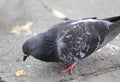 Fat gray urban pigeon while eating crumbs