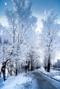 Incredible view of snowy trees in a winter frosty day