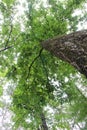 Looking up at the tall tree