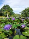 Incredible violet lotus flowers in a close focus under the warm tropical sunlight
