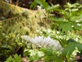 Incredible White and Hanging Bleeding Hearts in the Garden. Lamp Royalty Free Stock Photo