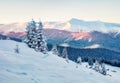 Incredible winter sunrise in Carpathian mountains with snow covered fir trees. Early morning scene of mountain valley, Happy New