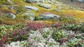 Incredibly beautiful autumn nature of the taiga - kurumnik, stones, turquoise lichens, red bushes, green grass and mountains. Hike