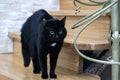 Incredibly beautiful big black cat scared dog Royalty Free Stock Photo