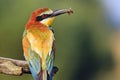 Incredibly beautiful bird with a bee in a beak Royalty Free Stock Photo