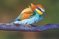 Incredibly beautiful bird on a texture branch Royalty Free Stock Photo