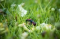 incredibly beautiful, bright wasp-glistening on a grass , incredible wildlife