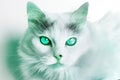 Incredibly beautiful, fluffy white cat. Royalty Free Stock Photo