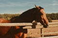 An incredibly beautiful horse against the sky behind the fence on the farm. Brown-white horse in the village Royalty Free Stock Photo