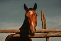 An incredibly beautiful horse against the sky behind the fence on the farm. Brown-white horse in the village Royalty Free Stock Photo