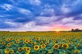 An incredibly beautiful landscape with sunflowers against the backdrop of an evening sunset. Deep blue sky over a large yellow