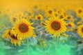 Beautiful Nature.Art photography.Fantasy Design.Creative Background.Amazing Colorful Summer Sunflowers.Field.Banner.Plant,pure. Royalty Free Stock Photo
