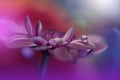 Beautiful Nature Background.Abstract Wallpaper.Celebration, love.Holiday.Artistic Flowers.Art Design.Spring Flower.Violet Colors.