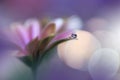 Beautiful Nature Background.Abstract Artistic Wallpaper.Art Macro Photography.Spring Flowers.Water drop.Plant,pure.Violet,yellow. Royalty Free Stock Photo