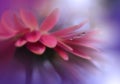 Beautiful Nature Background.Abstract Artistic Wallpaper.Macro Photography.Creative Amazing Floral Art Design.Pink Gerbera Daisy. Royalty Free Stock Photo