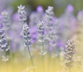 Beautiful Green Nature Background.Lavender Field.Colorful Macro Photography.Abstract Photo.Beauty in Nature.Flower,violet,golden. Royalty Free Stock Photo