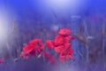 Beautiful Blue Nature Background.Abstract Wallpaper.Macro Photography.Floral Art Design.Field of Poppies.Summer Poppy Flowers. Royalty Free Stock Photo