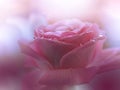 Beautiful Nature Background.Abstract Wallpaper.Celebration,love.Holidays.Pink Rose Flower.Art Design.Water Drops.Copy Space. Royalty Free Stock Photo