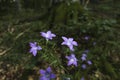 Incredibly beautiful purple flowers - bells in the forest along the way to the Kozya Stena hut. The mountain in the central Balkan