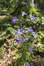 Incredibly beautiful purple flowers - bells in the forest along the way to the Kozya Stena hut. The mountain in the central Balkan