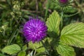 Incredibly beautiful purple flowers in the forest along the way to the Eho hut. The mountain in the central Balkan astonishes with