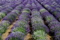 Incredibly beautiful purple planted lavender going into the distance