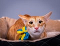 Incredibly beautiful red cat oriental. Red cat with a serious expression of the muzzle. Royalty Free Stock Photo