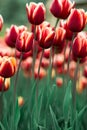 Incredibly beautiful spring red tulips