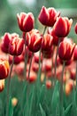 Incredibly beautiful spring red tulips