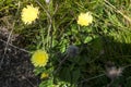 Incredibly beautiful yellow flowers in the forest along the way to the Eho hut. The mountain in the central Balkan astonishes with