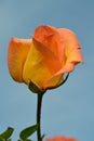 Incredibly beautiful yellow pink rose on blue sky background. Royalty Free Stock Photo